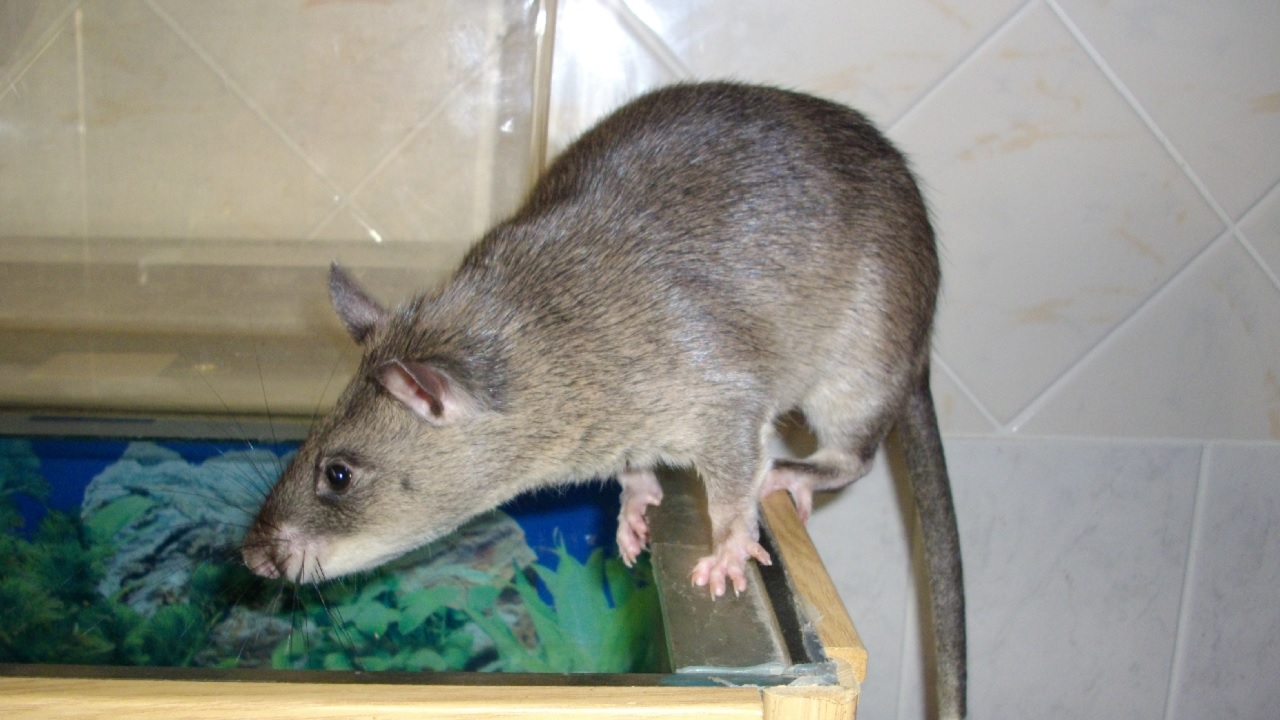 Treinamento intensivo: Ratos gigantes africanos se tornam arma contra o tráfico de animais