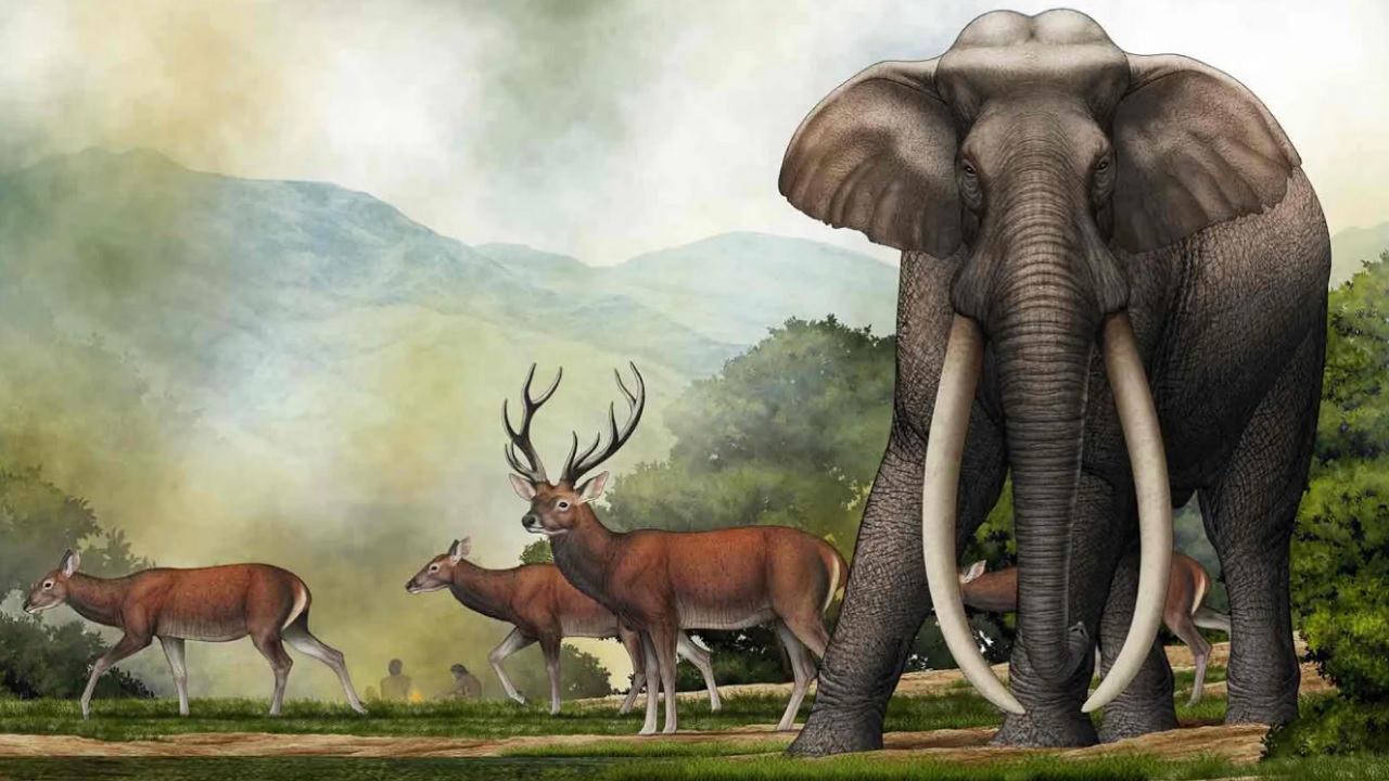 Crânio de elefante gigante descoberto nos Himalaias intriga cientistas e gera mistério