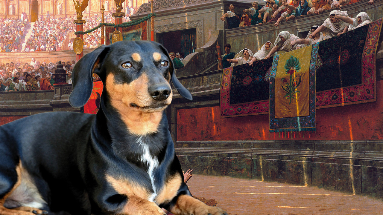 Cachorros salsicha eram usados durante batalhas no Coliseu?