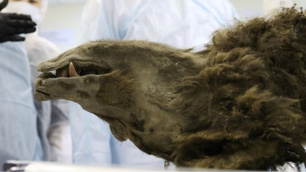 Relembre a descoberta de um urso congelado de 3 mil anos