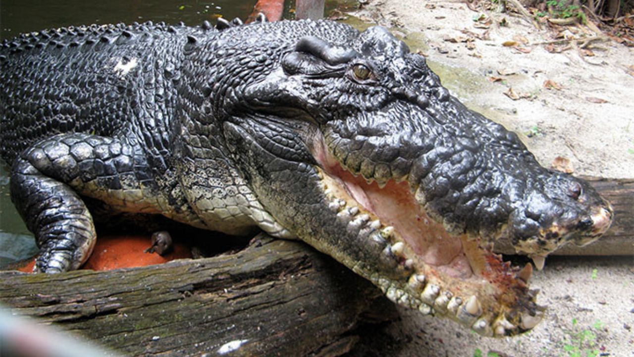 Maior crocodilo em cativeiro do mundo morre na Austrália aos 110 anos