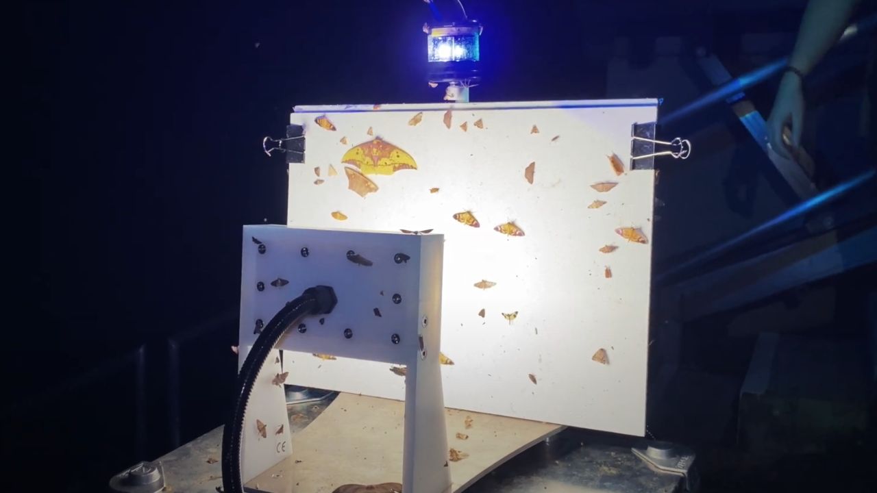 Cientistas tem utilizado IA para reverter extinção em massa de insetos; entenda