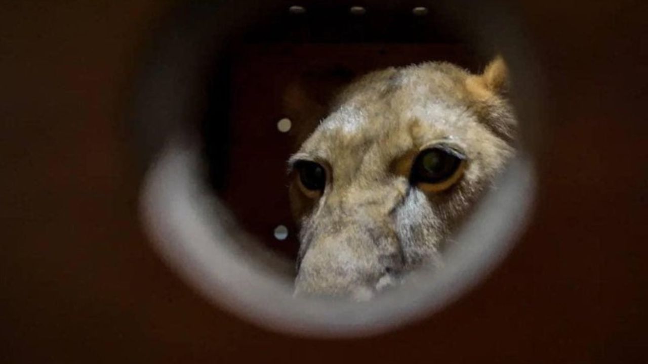 Ursos, iaques e leoa: Putin presenteia Coreia do Norte com dezenas de animais