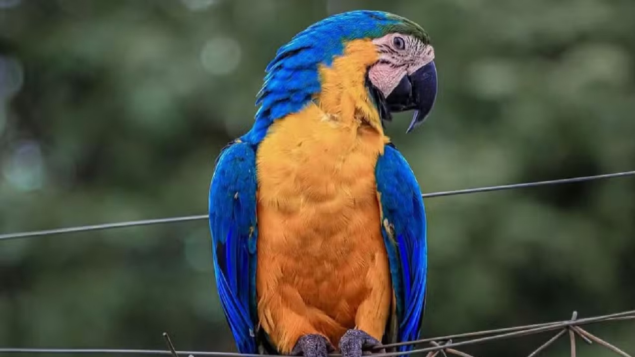 Morte da Arara Pipoca, famosa na internet: Casal é acusado de maus-tratos
