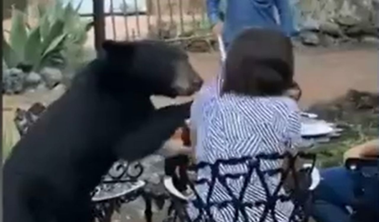 Mulher leva ‘tapa’ e é ‘furtada’ por urso em hotel mexicano