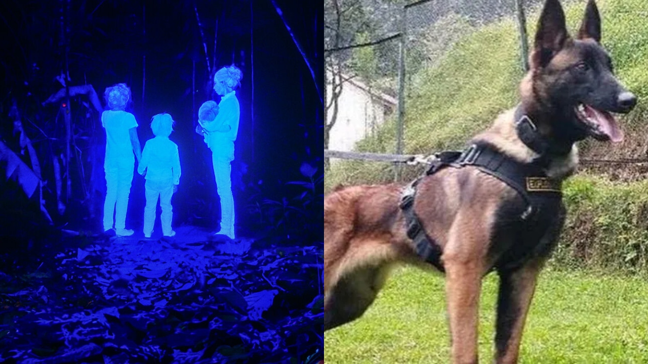 As Crianças Perdidas: O que aconteceu com o cachorro do resgate?
