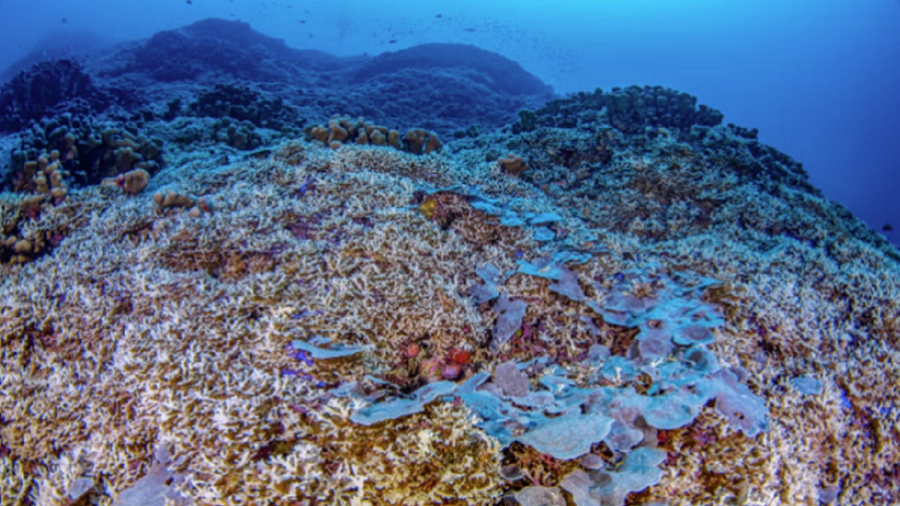 Coral gigante encontrado no Pacífico Sul pode ser visto até do espaço