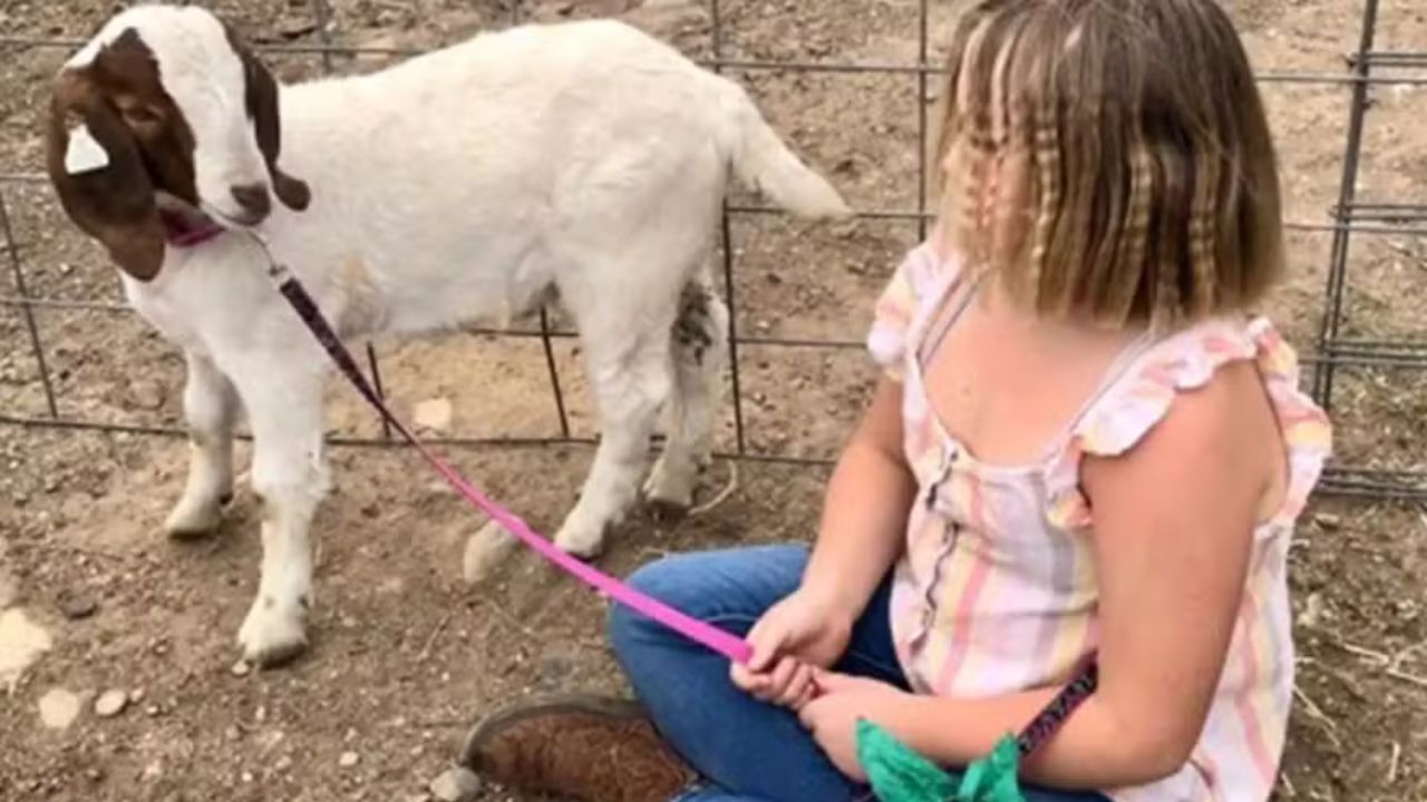 Menina de 11 anos que teve seu bode de estimação abatido é indenizada nos EUA