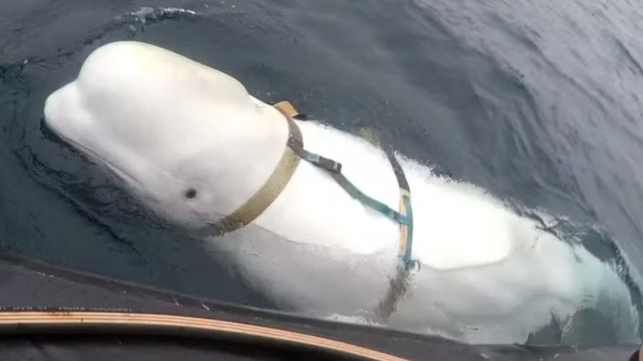 Documentário sugere que beluga ‘espiã’ pode ter sido parte de ‘missão secreta’