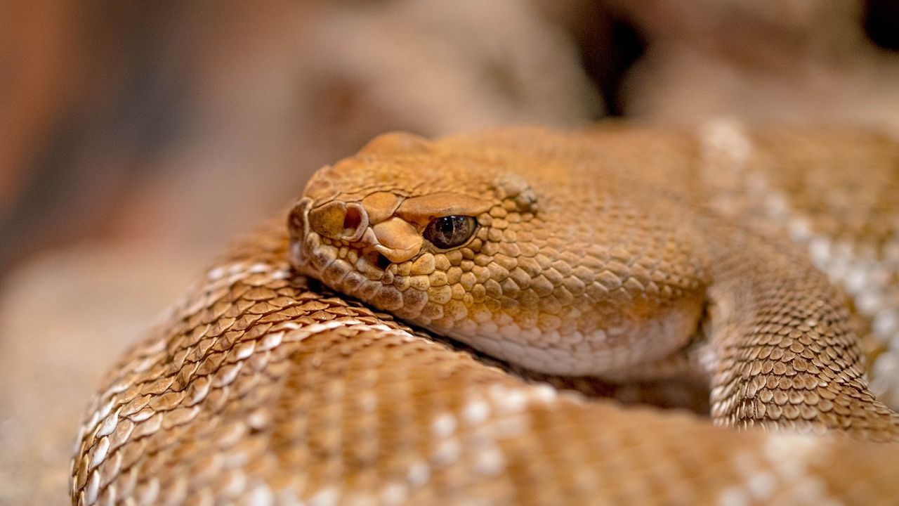 Infestada por dois milhões de serpentes, ilha dos EUA tem floresta ameaçada