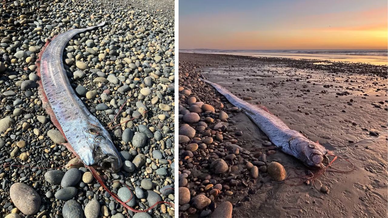 Peixe que ‘prevê desastres’ é encontrado na Califórnia