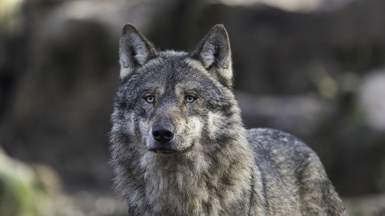 EUA: Autoridades oferecem recompensa por informações sobre morte de lobo
