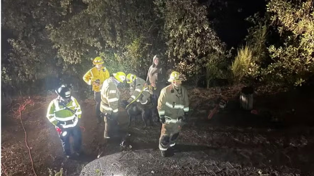 Cão é resgatado após cair em poço de 15 metros de profundidade nos EUA