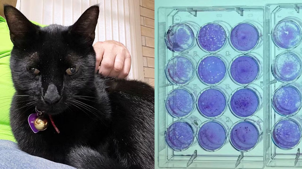 Gato ajuda cientistas na descoberta de vírus ao levar rato para casa
