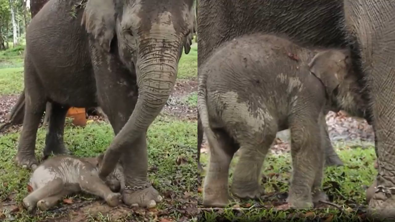 Filhote de elefante de espécie em grave risco de extinção nasce na Indonésia