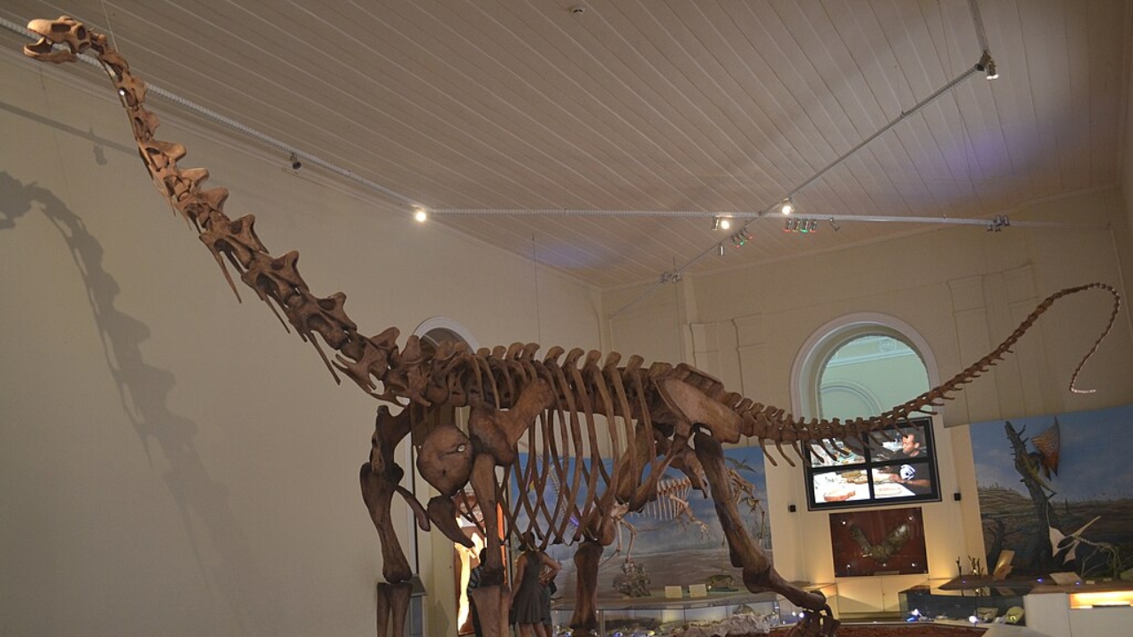 Quebra-cabeça: Museu Nacional inicia campanha para reconstruir dinossauro