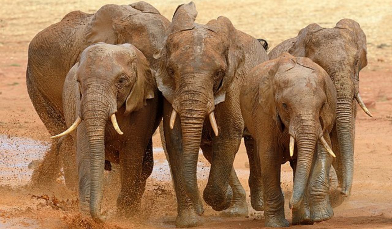 Estudo desvenda a chocante causa da morte de morte de mais de 350 elefantes