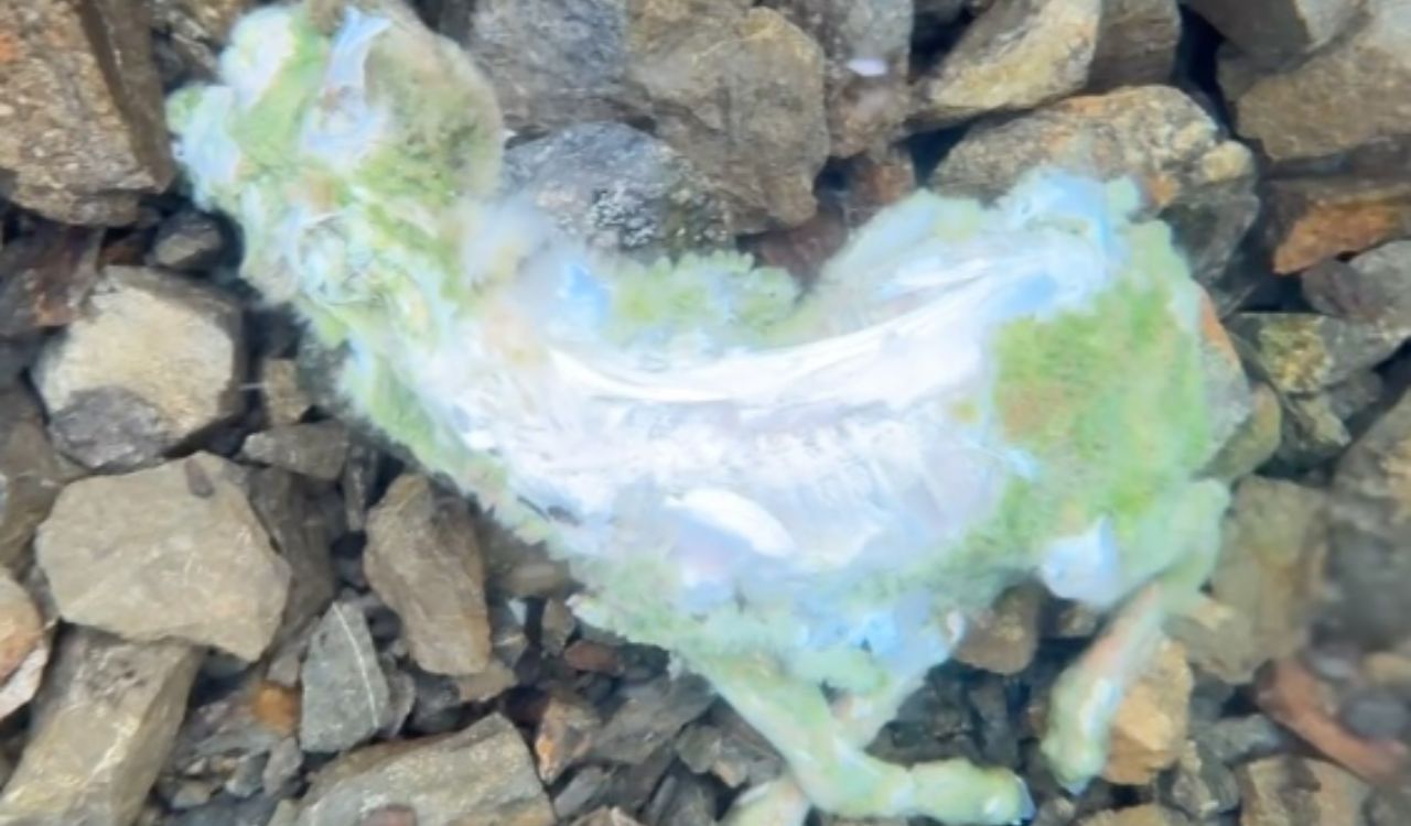 Fóssil de ovelha é descoberto de forma inusitada no Alasca