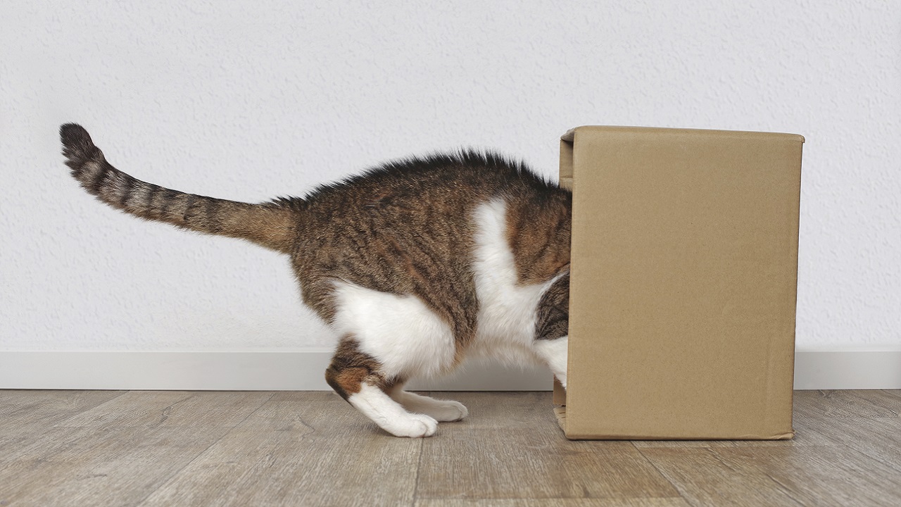 Experimento inédito na China mantém Gato de Schrödinger ‘vivo’ por 23 minutos