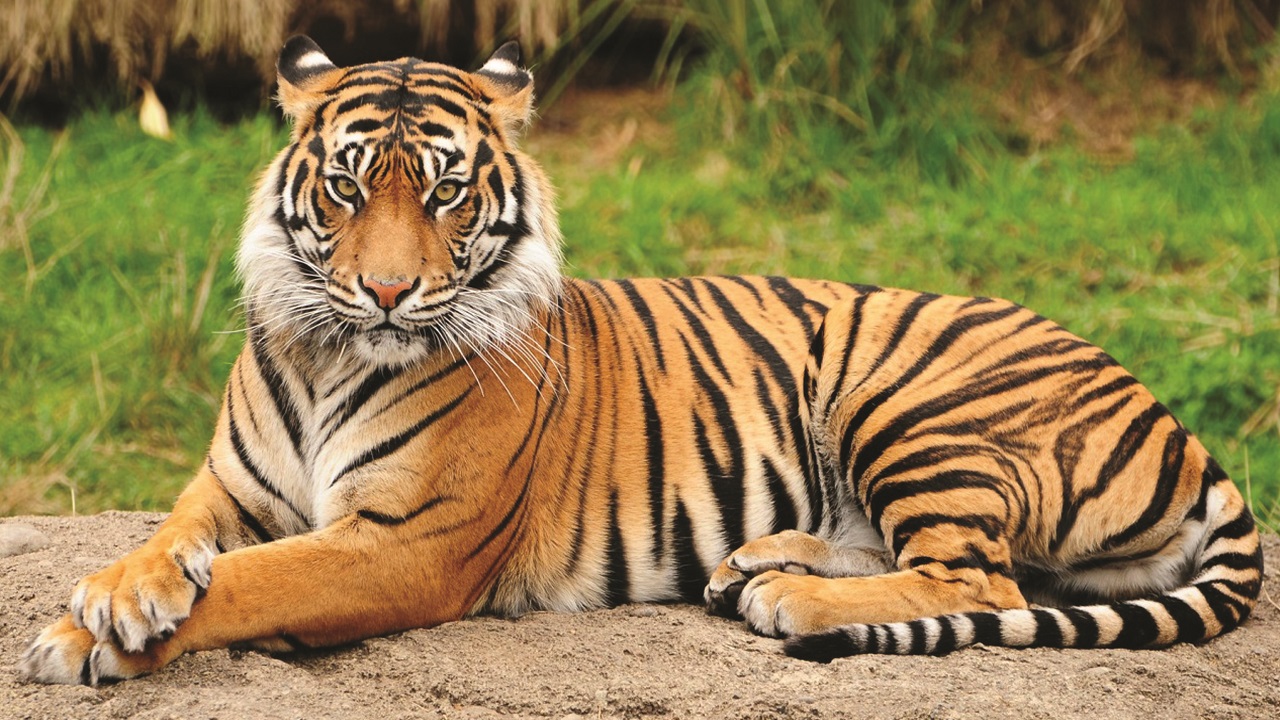 África do Sul: Fazendas estão traficando partes de tigres ilegalmente