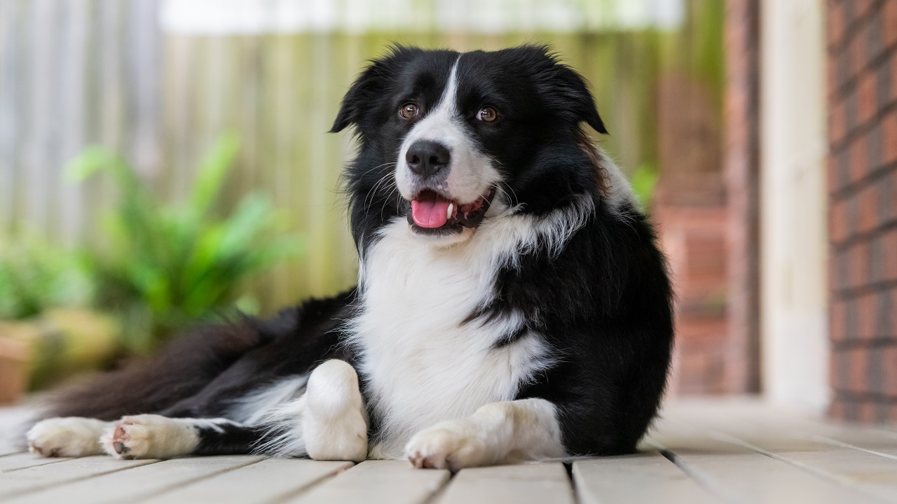 Investigação revela suposto abate ilegal de cães no RS