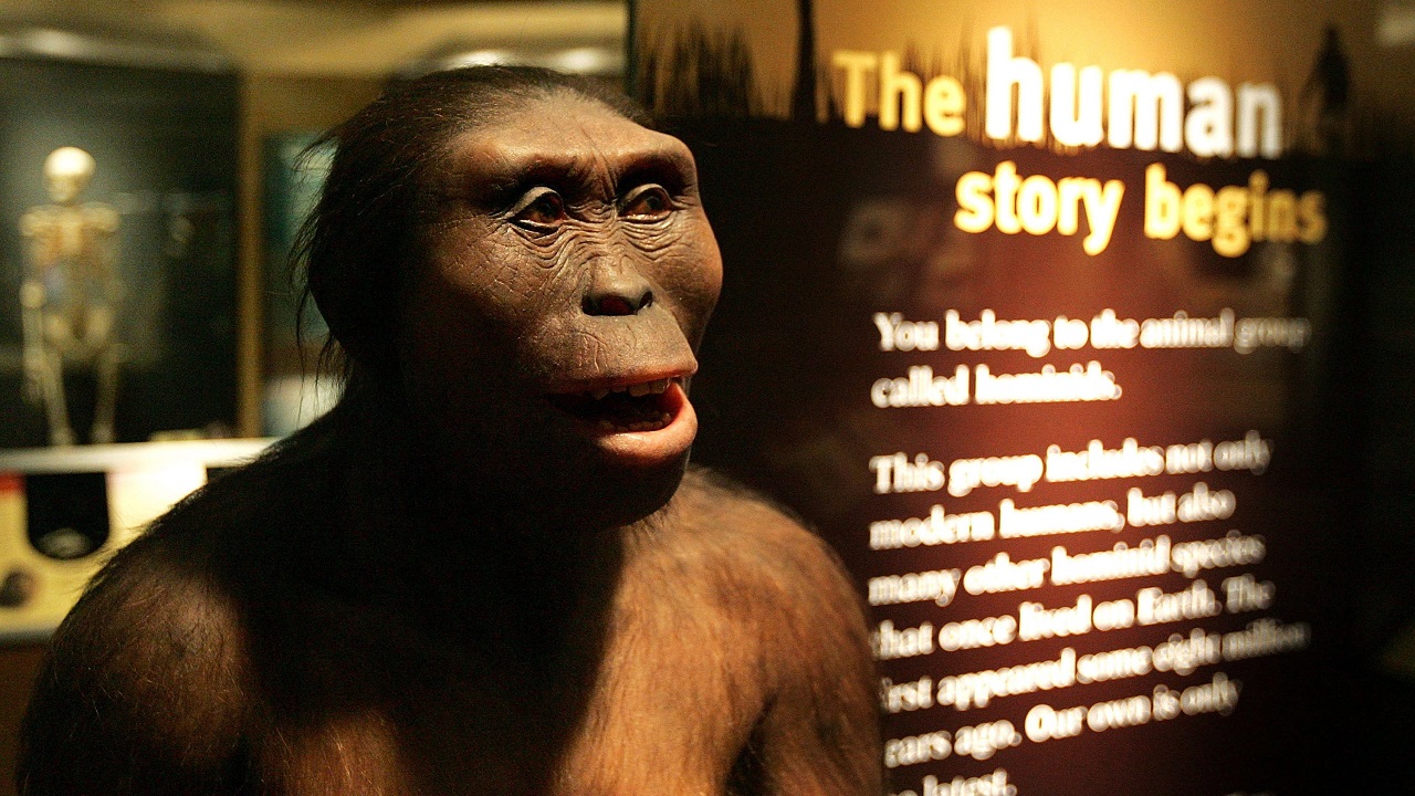 Hominídeos usavam ferramentas há 3,2 milhões de anos, diz estudo