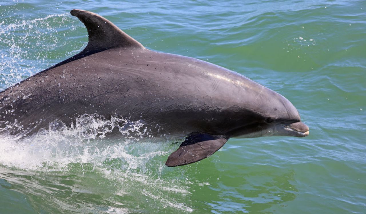 Conheça o golfinho que ‘fala sozinho’ e está intrigando pesquisadores