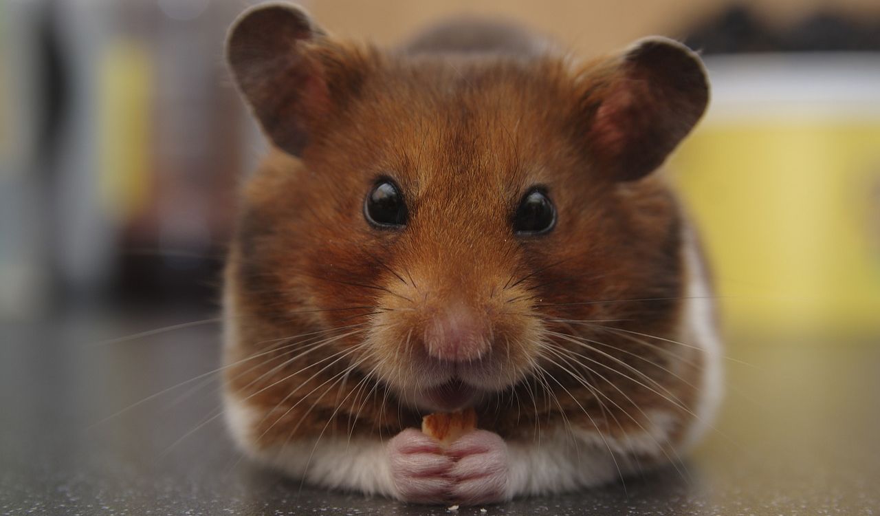 Hamsters fogem de compartimento de avião e interrompem viagem