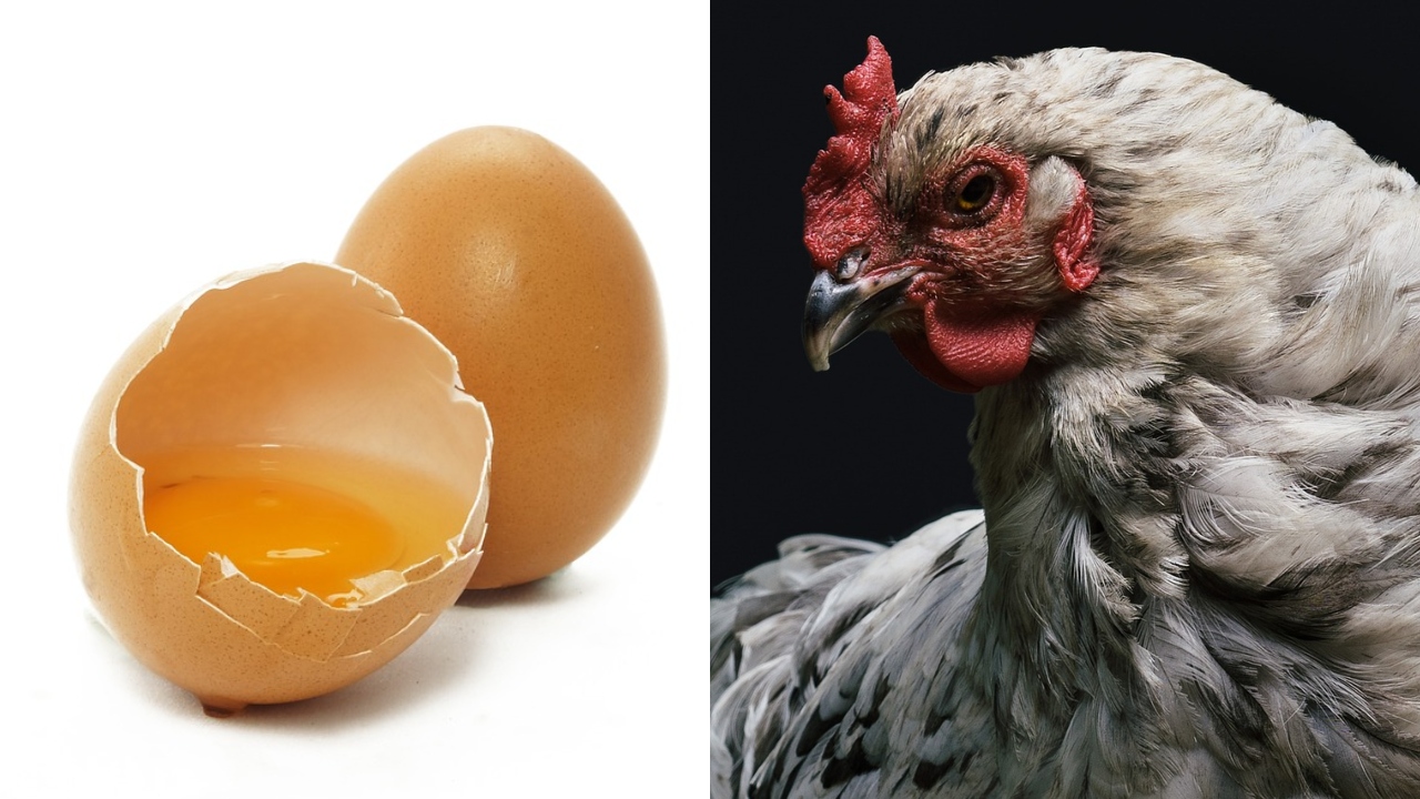 Quem veio primeiro: ovo ou a galinha? Estudo bate o martelo