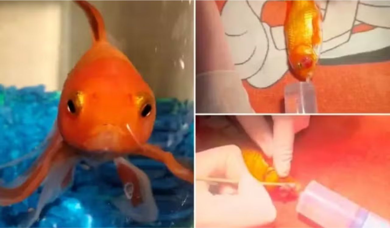 Peixe dourado passa por cirurgia revolucionária e escapa da morte