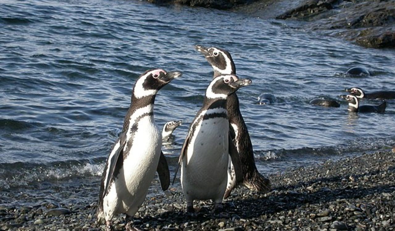Pecuarista mata mais de 100 pinguins e é condenado a 3 anos de prisão