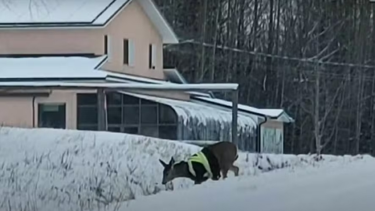 Veado flagrado com colete neon intriga canadenses e gera preocupação
