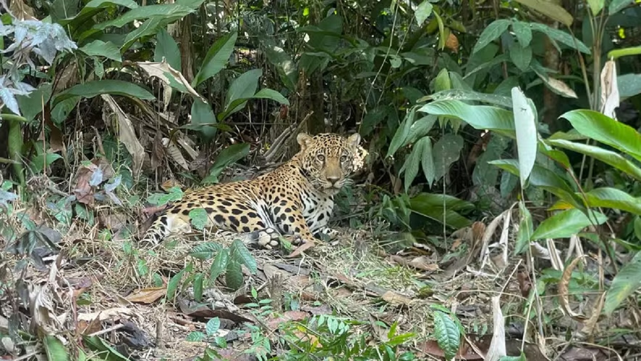Xamã, a onça-pintada, ganha liberdade na Amazônia após reabilitação