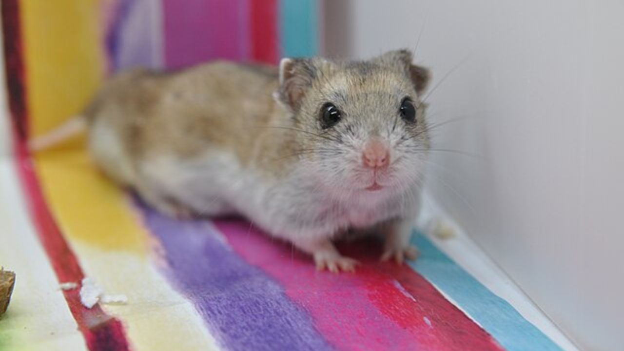 Homem sofre choque anafilático após ser mordido por hamster de estimação
