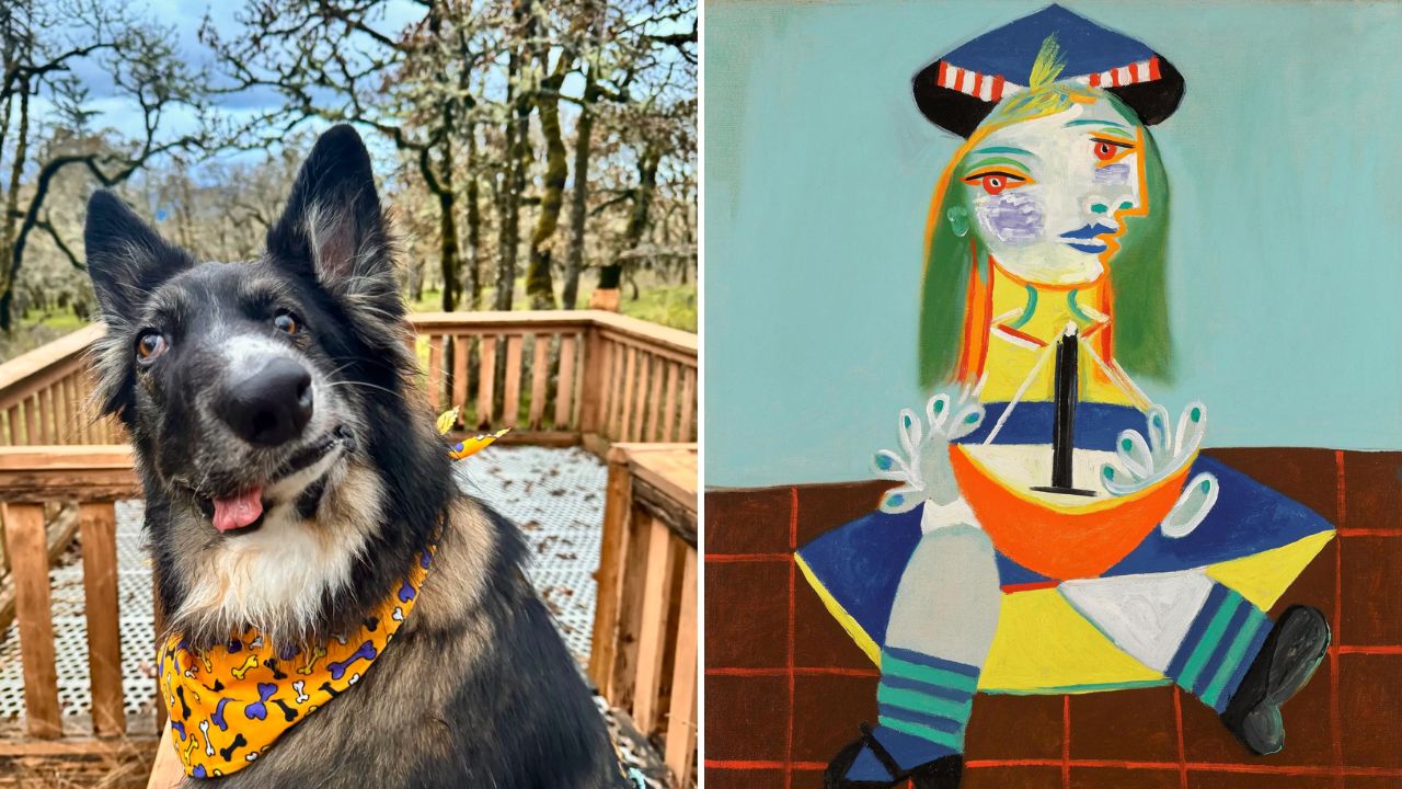 Cão com rosto assimétrico é comparado a obra de Picasso e viraliza nas redes
