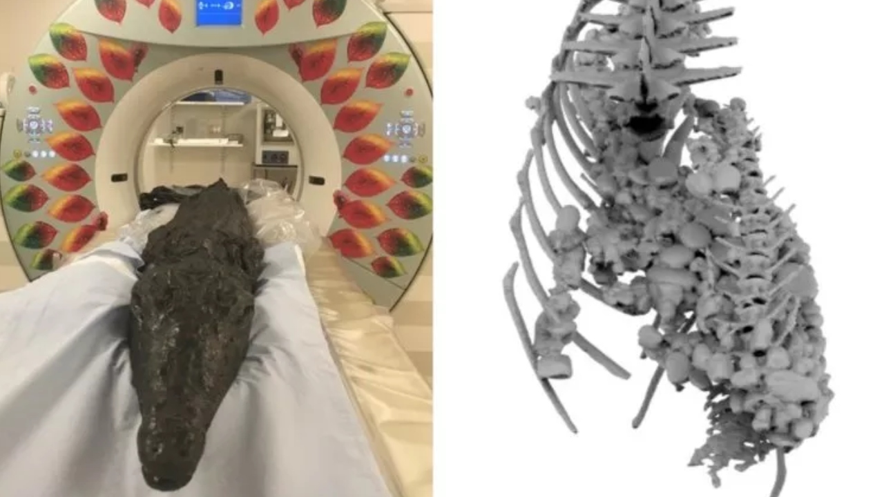 A curiosa análise de um crocodilo mumificado há 2.500 anos no Egito