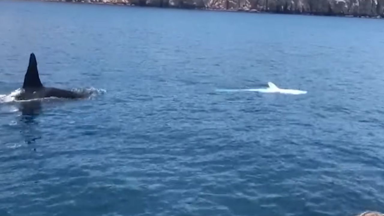 Orcas da Califórnia usam técnica inusitada para caçar tubarão-baleia
