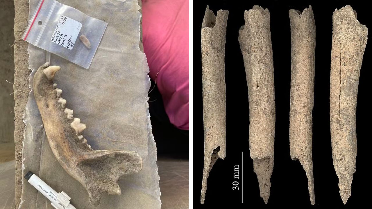 Estudo sugere que amizade entre cães e humanos já existia nas Américas há 12 mil anos
