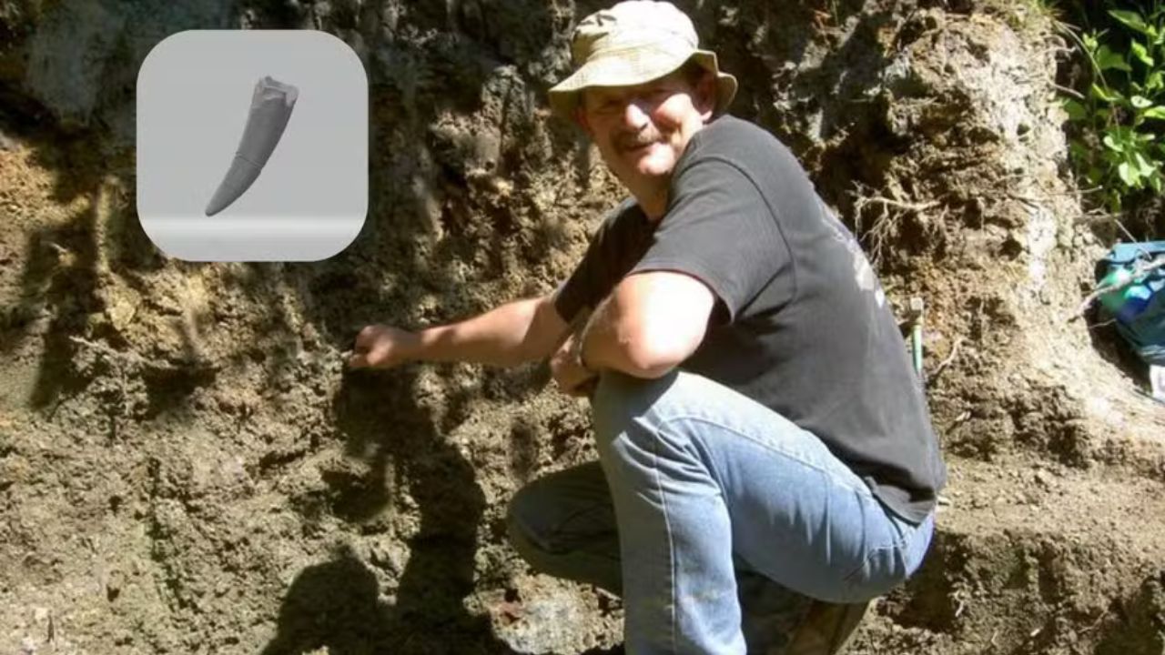 Aposentado ajuda pesquisadores a identificar dentes de tiranossauro na Inglaterra