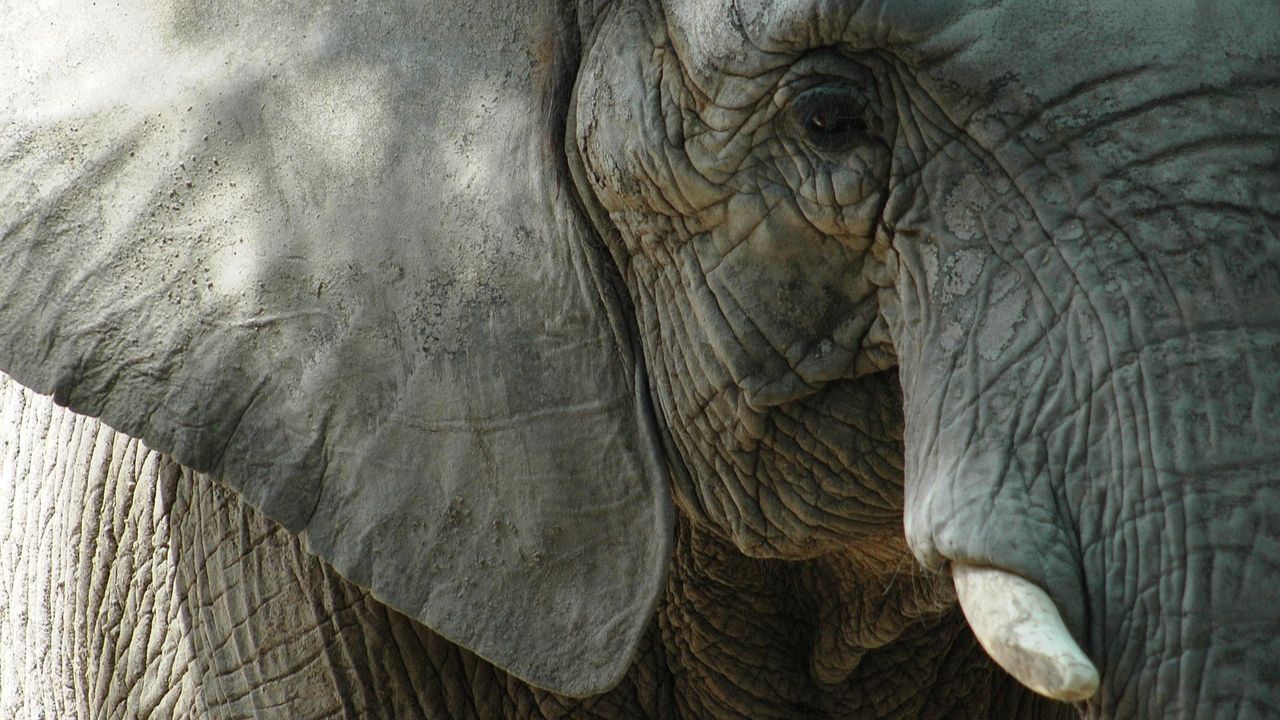 Elefanta morre após se reunir com irmã que não via há 15 anos