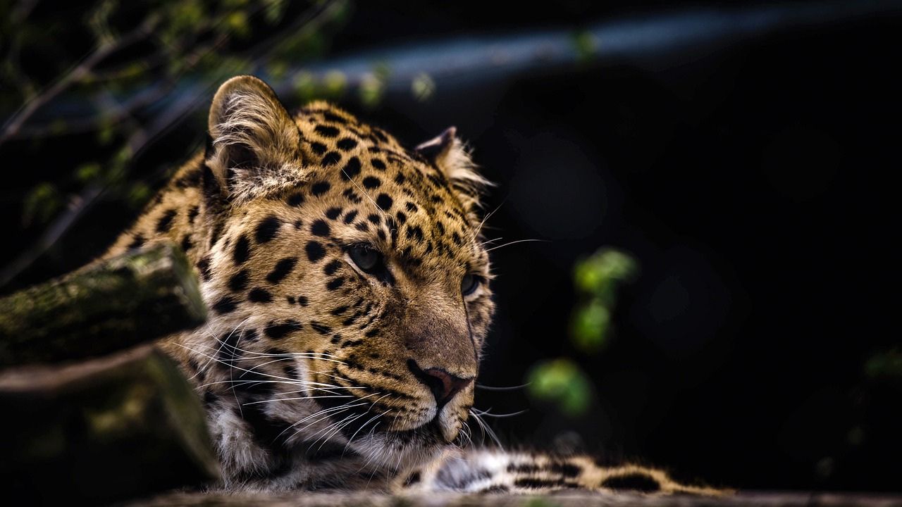 Criança de 2 anos morre após ser atacada por leopardo na Índia