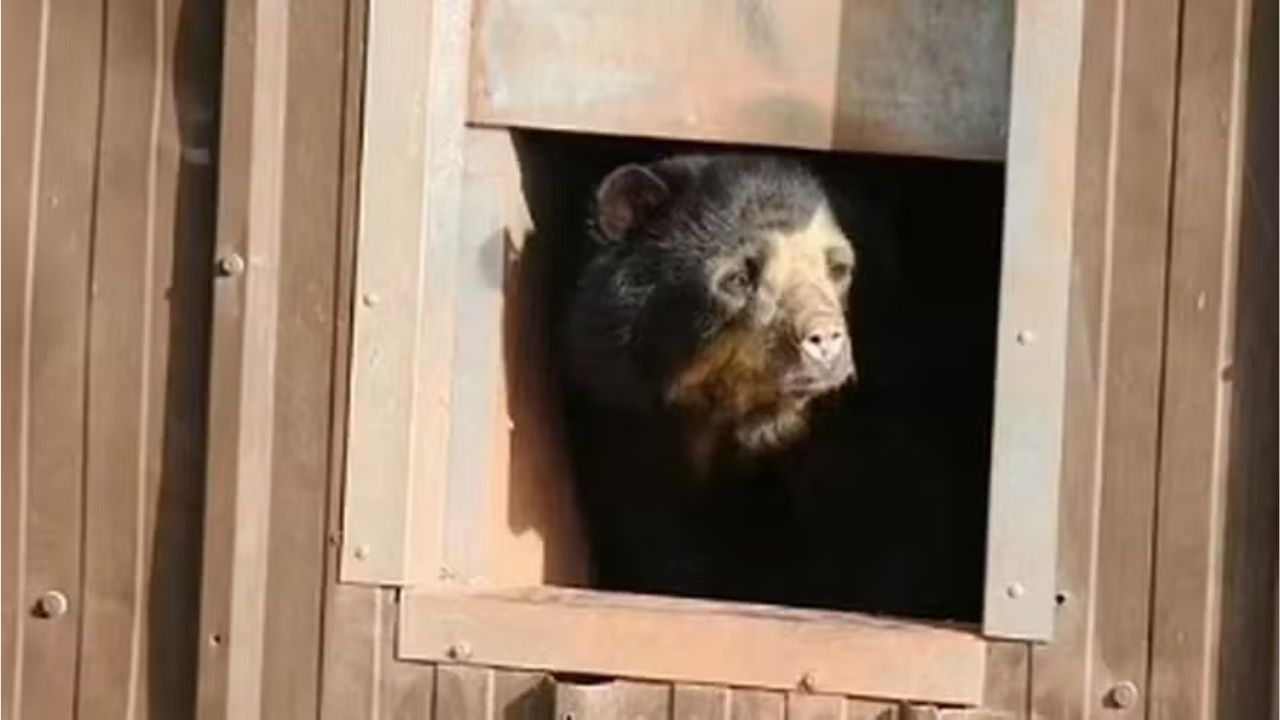 Zoológico onde tratadora foi morta por tigre fechará após pressão de ativistas