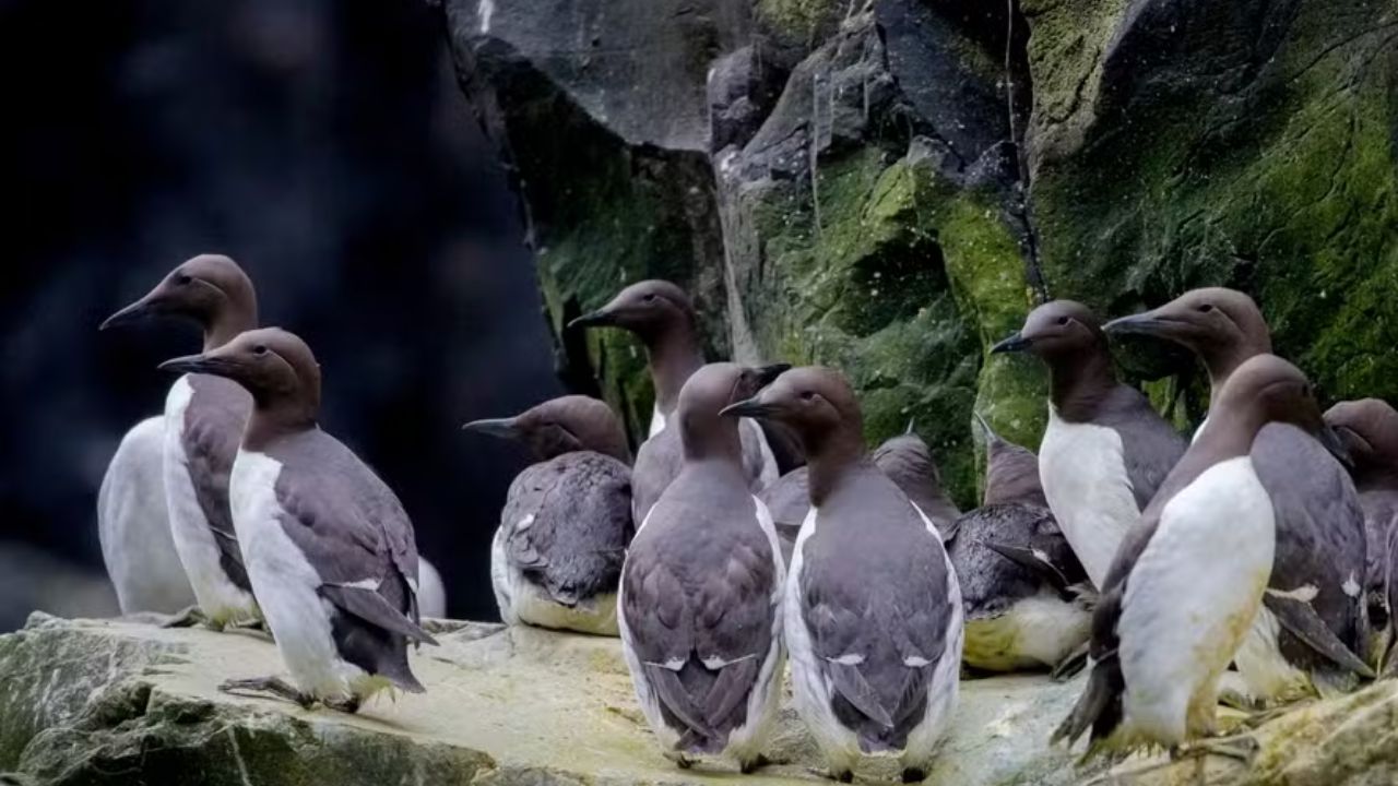 A Bolha: entenda o fenômeno que está por trás da morte de 4 milhões de aves