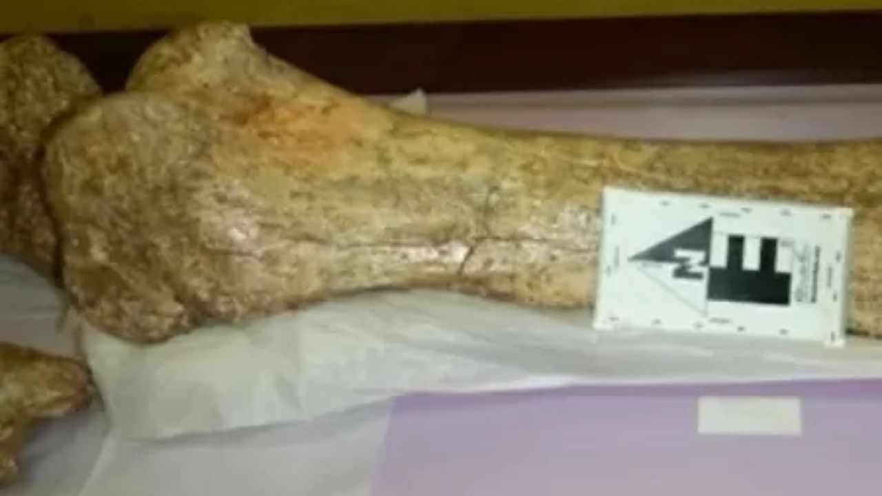 Restos fósseis de mastodontes são encontrados nos Andes peruanos