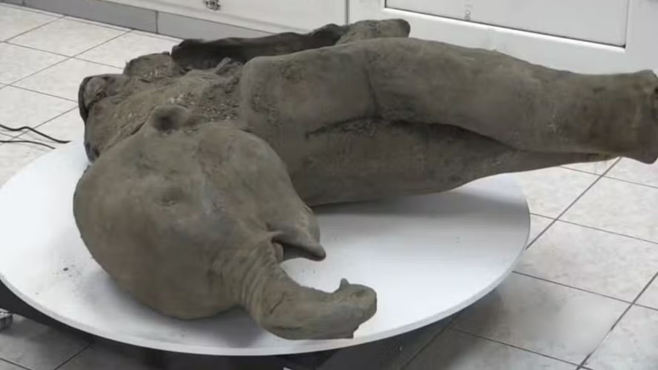 Restos preservados de filhote de mamute são encontrados na Rússia