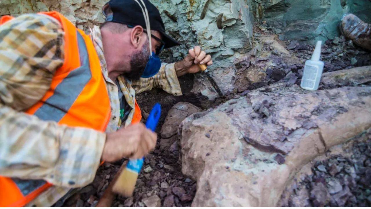 Fósseis de dinossauro encontrados no Maranhão em 2021 revelam espécie inédita