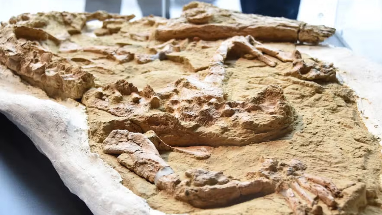 Pesquisadores descobrem fóssil de crocodilo de 10 milhões de anos no Peru