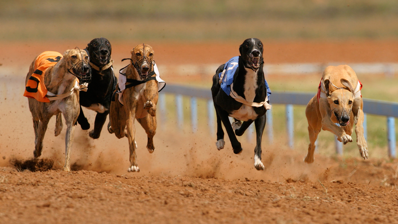 Nova Zelândia deve proibir corridas de galgos até 2026