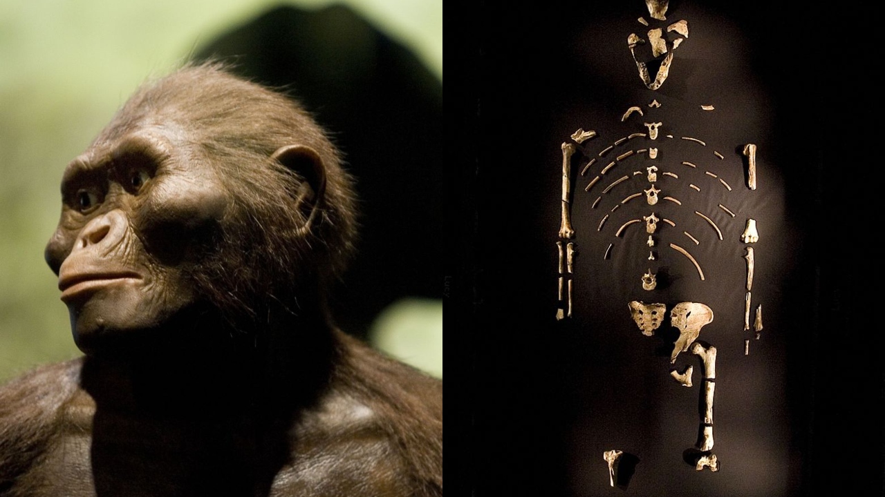 Lucy: Afinal, como a famosa ancestral recebeu esse nome?