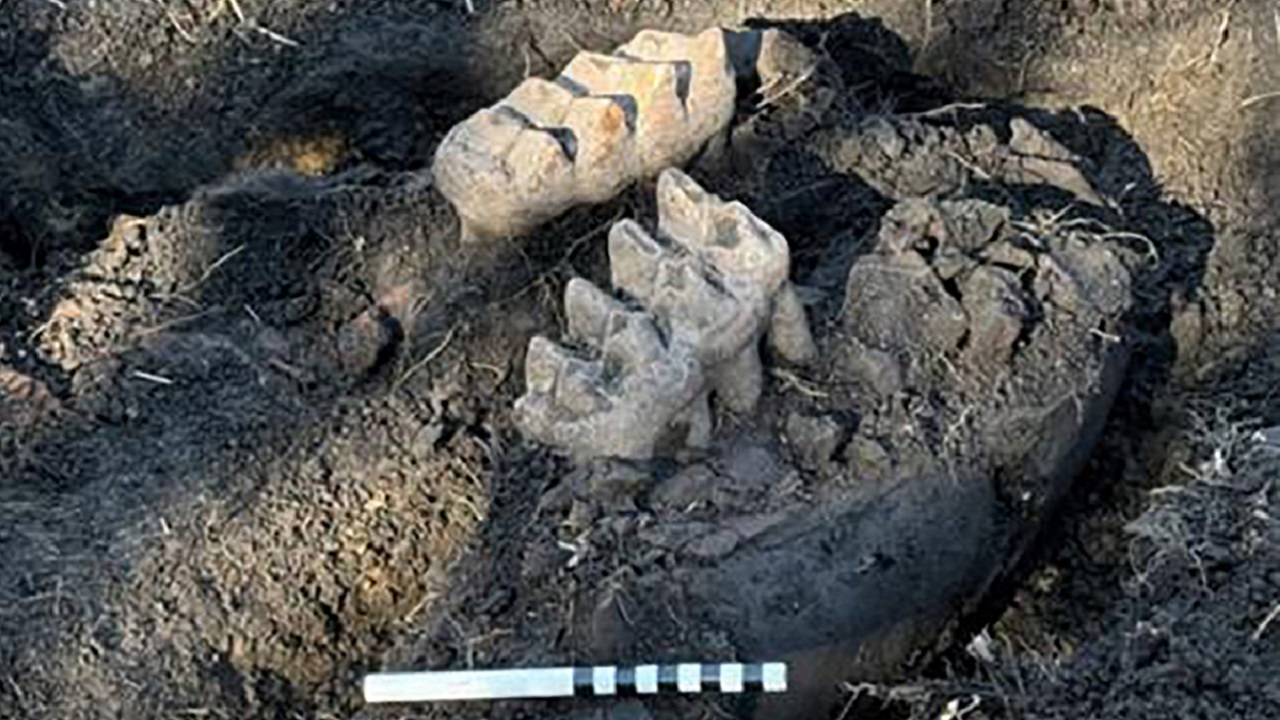 Mandíbula intacta de mastodonte pré-histórico é encontrada em quintal nos EUA